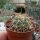 Gymnocalycium ritterianum P 219  1800 m