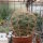 Gymnocalycium ritterianum P 219  1800 m