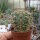 Gymnocalycium ritterianum P 219  1800 m