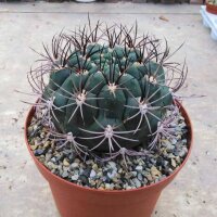 Gymnocalycium saglionis