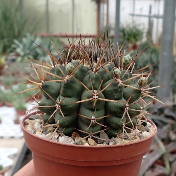 Gymnocalycium schickendantzii