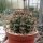 Gymnocalycium schickendantzii