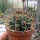 Gymnocalycium schickendantzii