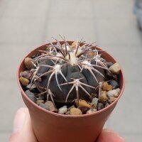 Gymnocalycium spegazzinii P 043
