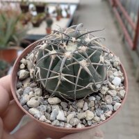 Gymnocalycium spegazzinii
