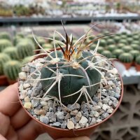 Gymnocalycium spegazzinii