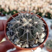 Gymnocalycium spegazzinii