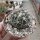 Gymnocalycium spegazzinii
