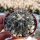 Gymnocalycium spegazzinii