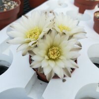 Gymnocalycium taningaense P 212