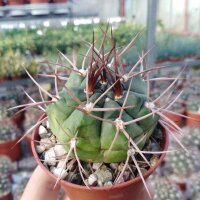 Gymnocalycium tillianum