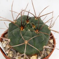Gymnocalycium tillianum