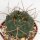 Gymnocalycium tillianum