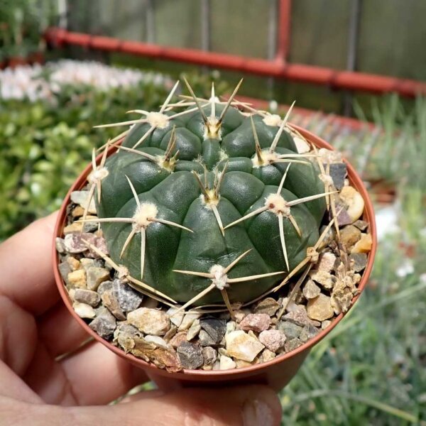 Gymnocalycium uruguayense