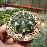 Gymnocalycium uruguayense