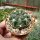 Gymnocalycium uruguayense