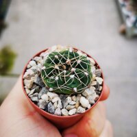 Gymnocalycium uruguayense WG 403