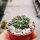 Gymnocalycium uruguayense WG 403