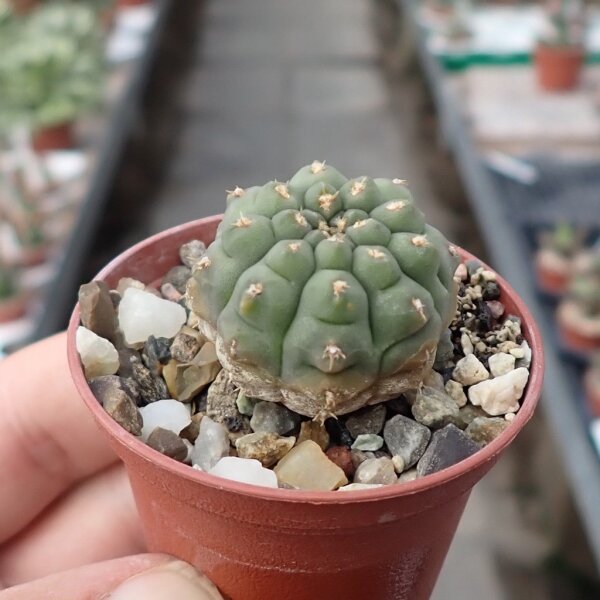 Gymnocalycium vatteri v. unguispinum inermis