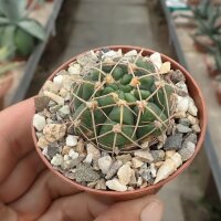 Gymnocalycium uruguayense v. roseiflorum H 025