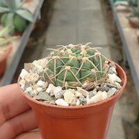Gymnocalycium uruguayense v. roseiflorum H 025