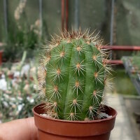 Haageocereus acranthus Puccusana, Peru