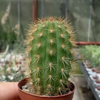 Haageocereus acranthus Puccusana, Peru