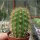 Haageocereus acranthus Puccusana, Peru