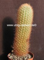 Haageocereus chosicensis