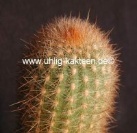 Haageocereus chosicensis