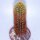 Haageocereus spec. Boll 118