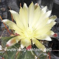 Hamatocactus hamatacanthus