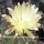 Hamatocactus hamatacanthus