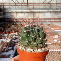 Hamatocactus hamatacanthus rubrispinus