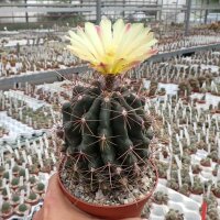 Hamatocactus hamatacanthus rubrispinus