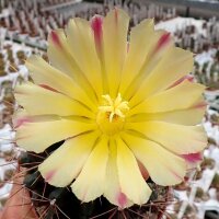 Hamatocactus hamatacanthus rubrispinus