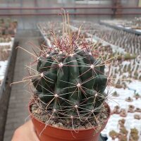 Hamatocactus hamatacanthus rubrispinus