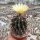 Hamatocactus hamatacanthus rubrispinus
