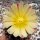 Hamatocactus hamatacanthus rubrispinus