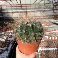 Hamatocactus hamatacanthus v. davisii