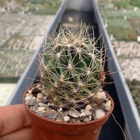 Hamatocactus setispinus