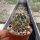 Hamatocactus setispinus