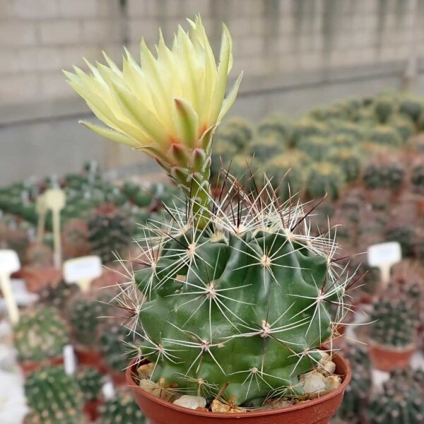 Hamatocactus setispinus
