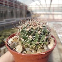 Hamatocactus setispinus