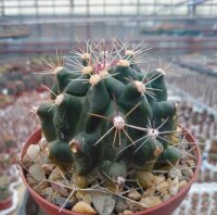 Hamatocactus sp.n. Santa Cliesa