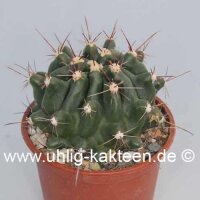 Hamatocactus sp.n. Santa Cliesa