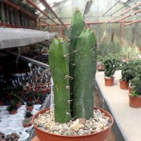 Harrisia bonplandii