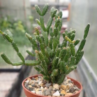 Hatiora rosea