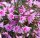 Hatiora rosea