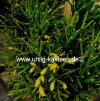 Hatiora salicornioides